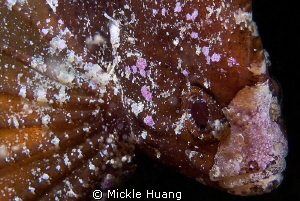 ROCK
Cokatoo waspfish
Northeast Coast Taiwan by Mickle Huang 